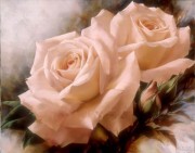 漂亮的粉玫瑰花 XSH104