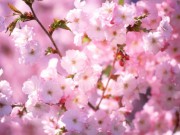 粉红色花开 春暖花开