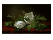 桌上洁白的花油画 GDH052