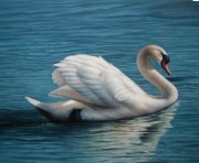 湖中的白天鹅油画 写实油画 TEYH013