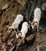 羊油画 动物油画 手绘油画 031