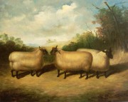 羊油画 动物油画 手绘油画 009