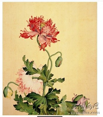 郎世宁 油画作品 中国宫廷油画 牡丹02