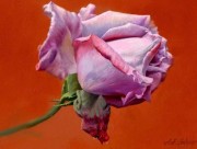 单支粉玫瑰 写实花卉油画 客厅餐厅卧室油画46