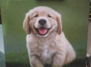微笑的小狗   写实动物油画 大芬村油画 儿童房装饰画003