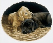 两只小狗油画  写实动物油画 大芬村油画001