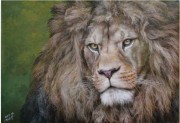 狮子头油画 ，威猛 狮子 动物油画014